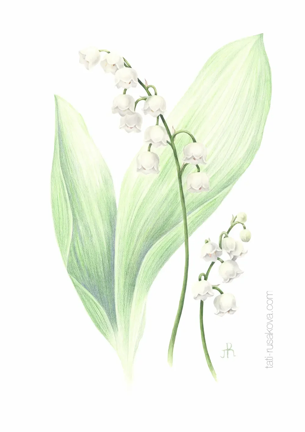 Postcard Lilly of the valley