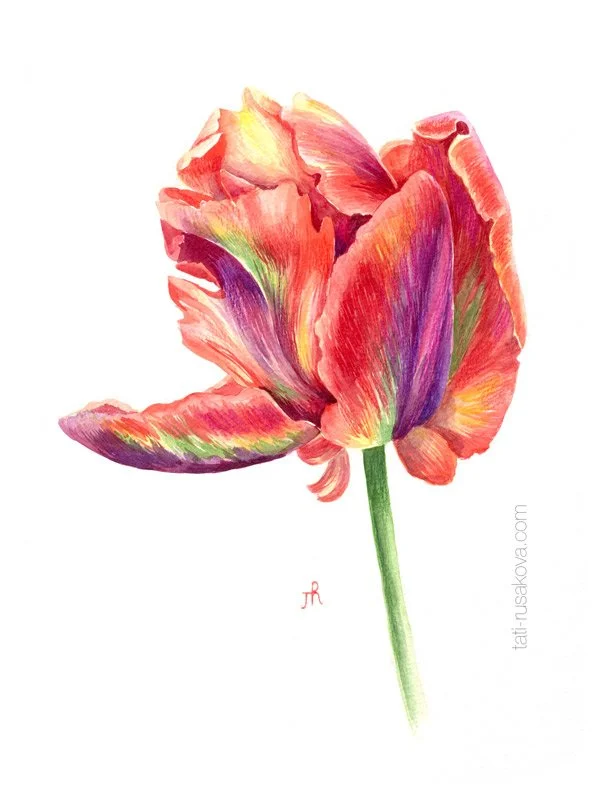 Postcard Parrot tulip
