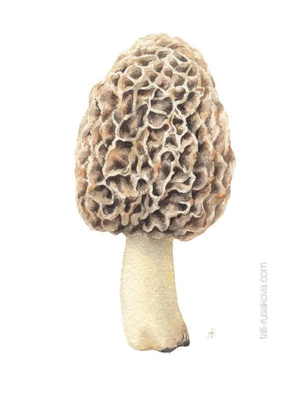 Postcard Morel