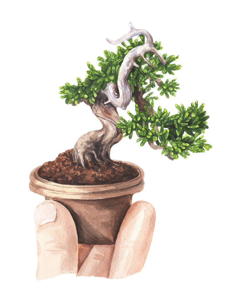 bonsai-8.jpg