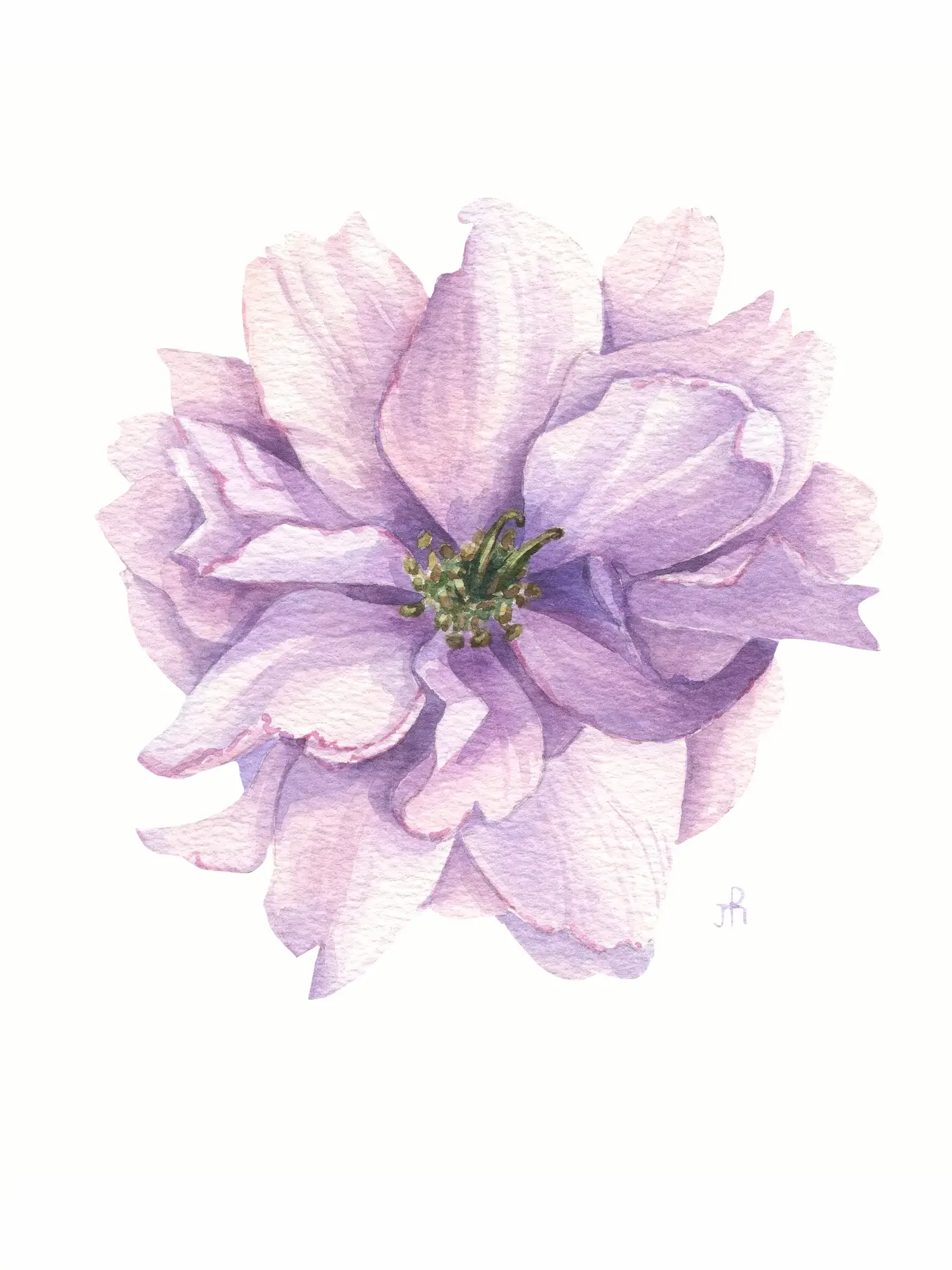 Sakura illustration
