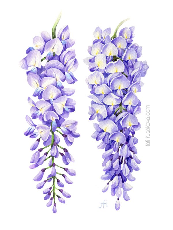 Postcard Wisteria