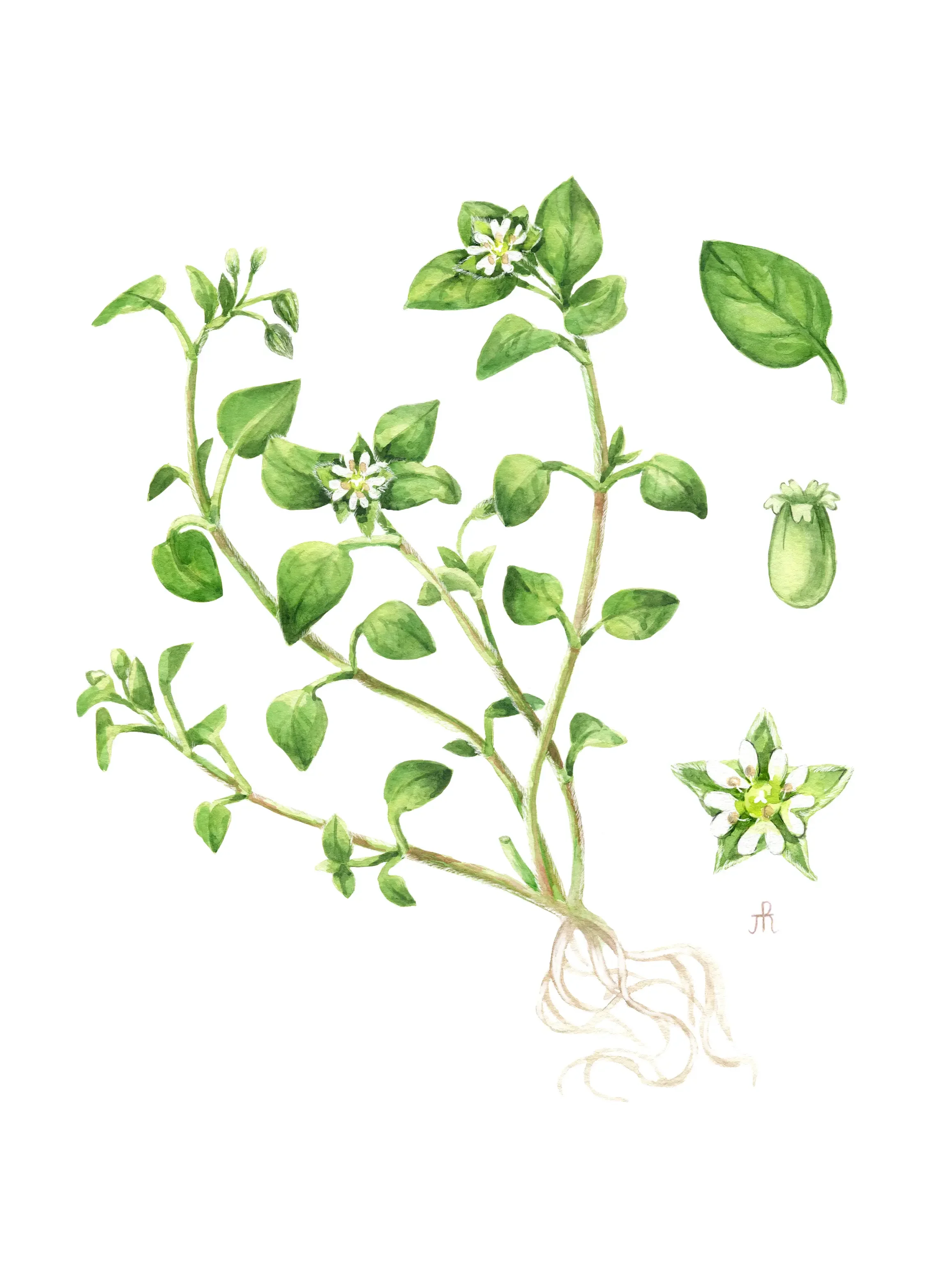 Chickweed