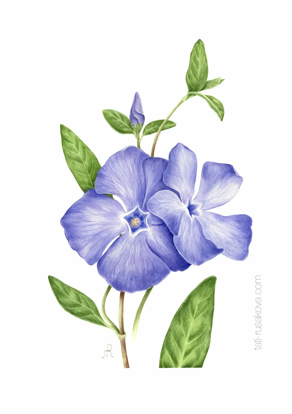 Postcard Vinca minor
