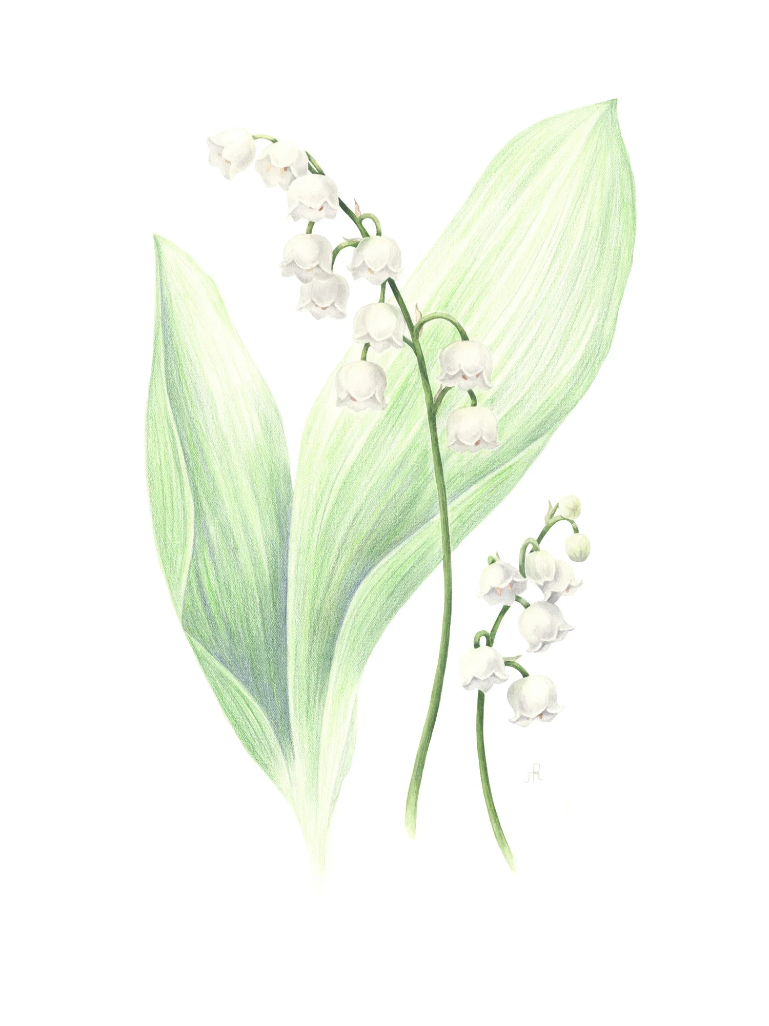 Lily of the valley