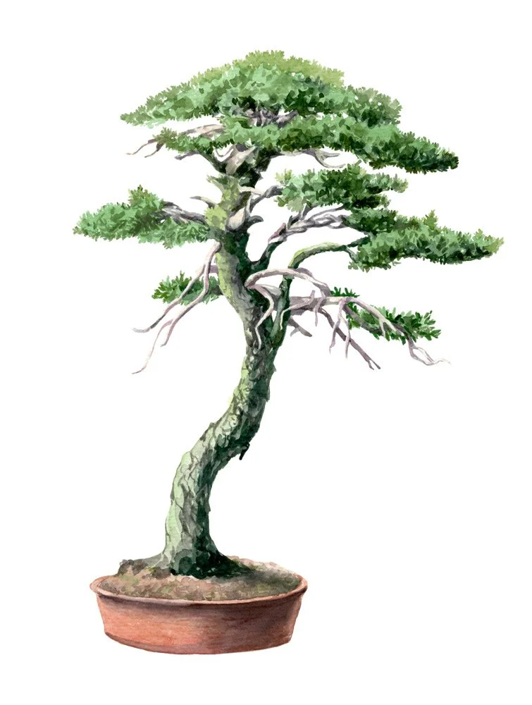 bonsai-6.jpg