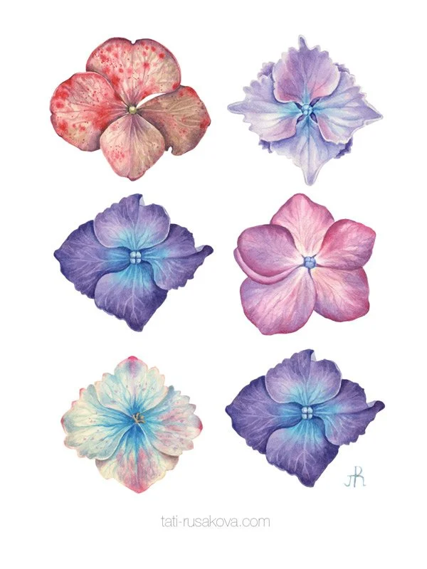 Postcard Hydrangeas