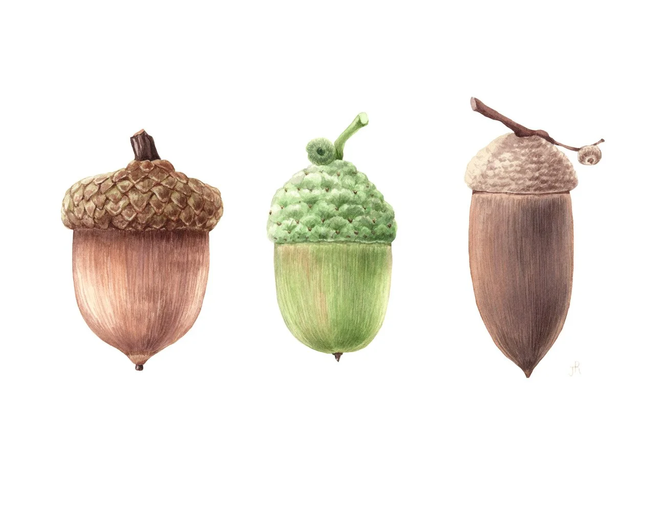 Acorns.jpg