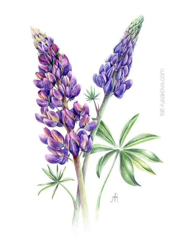 Postcard Lupin