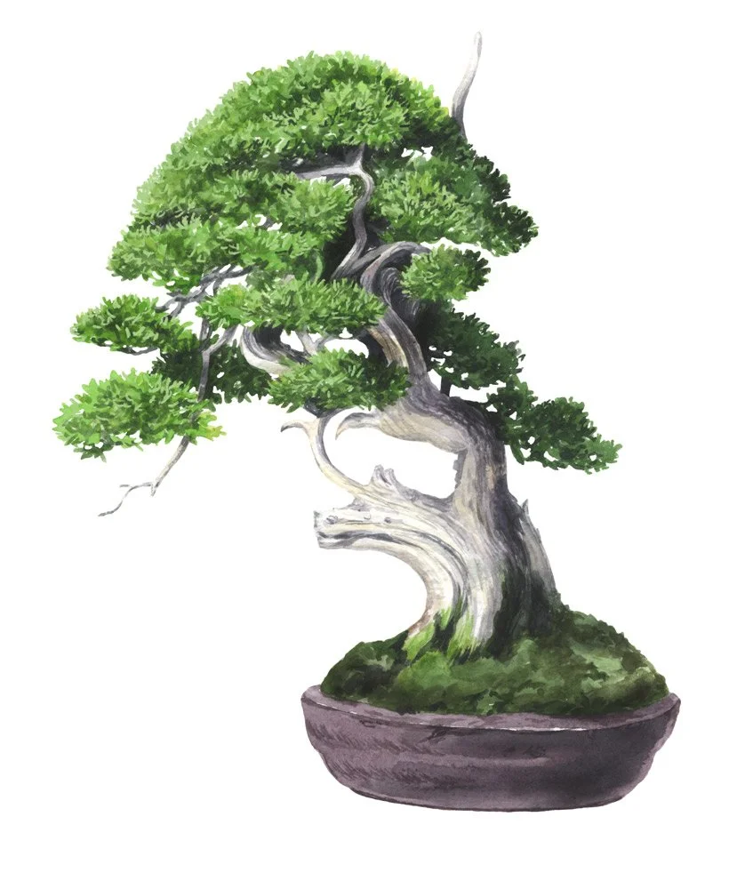 bonsai-7.jpg
