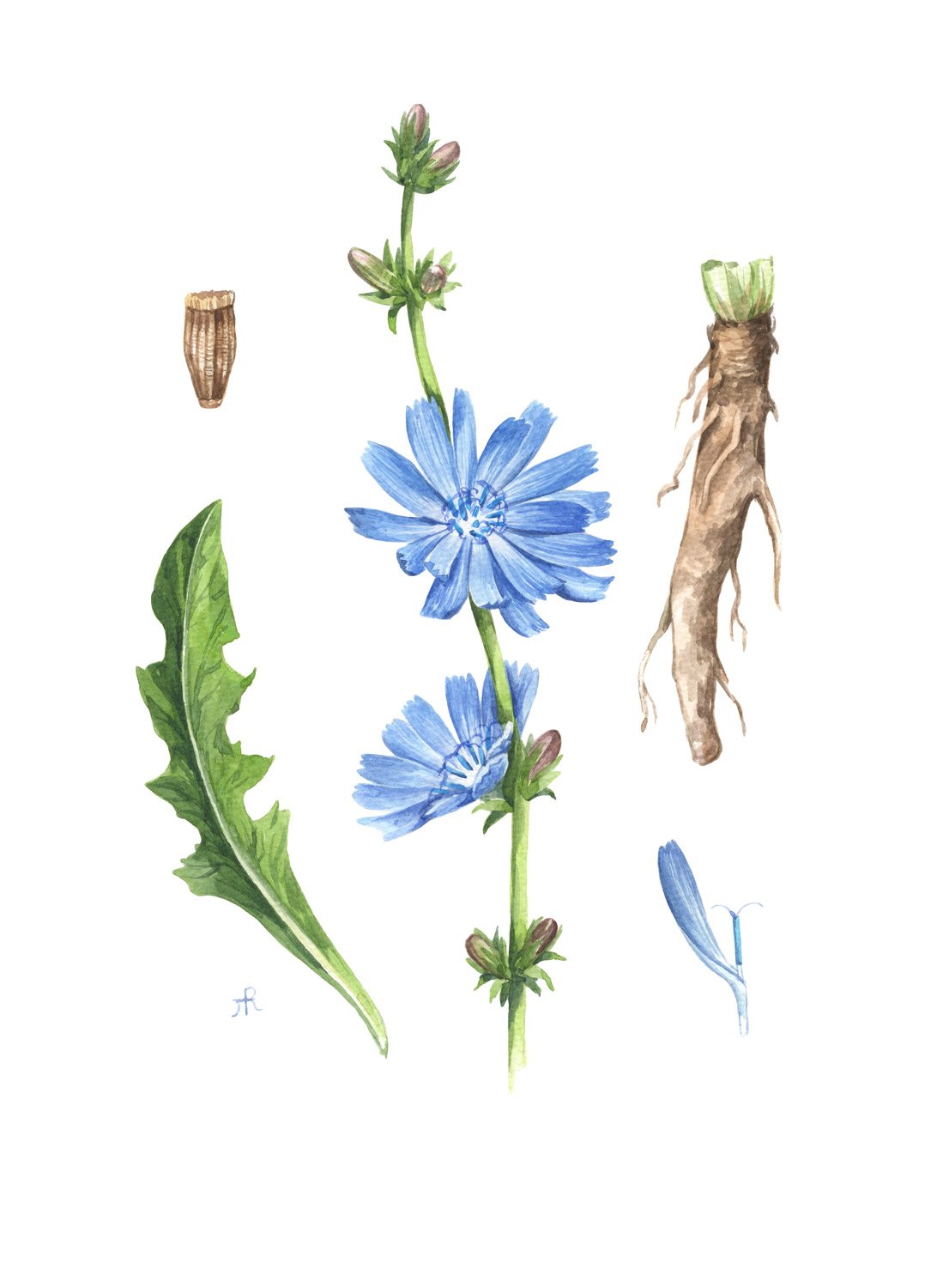 Chicory. Botanical Illustration
