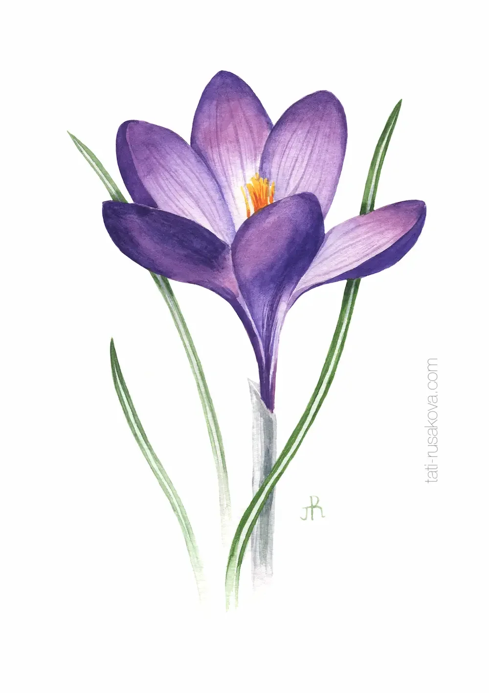 Postcard Crocus