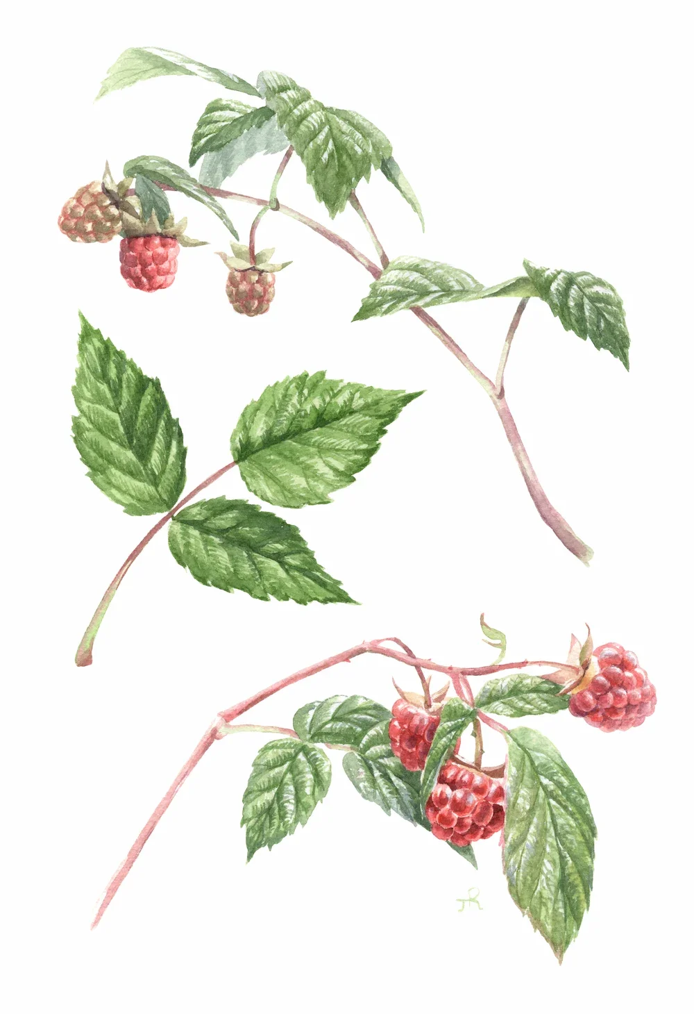 Red raspberry