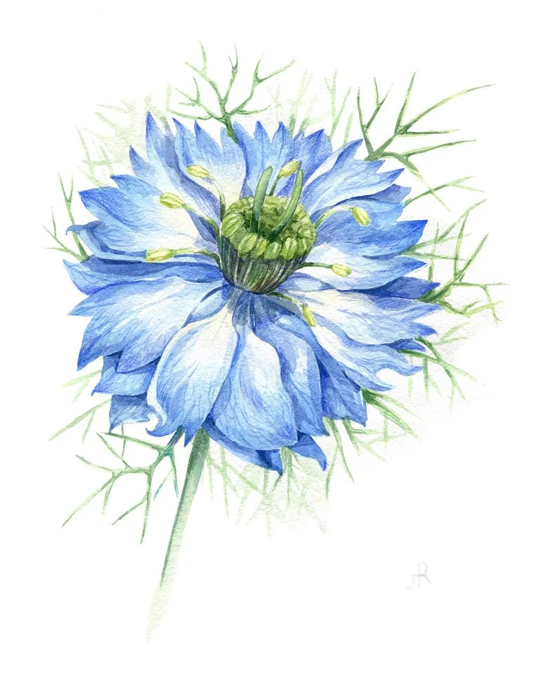 Nigella,-21x30_19.jpg