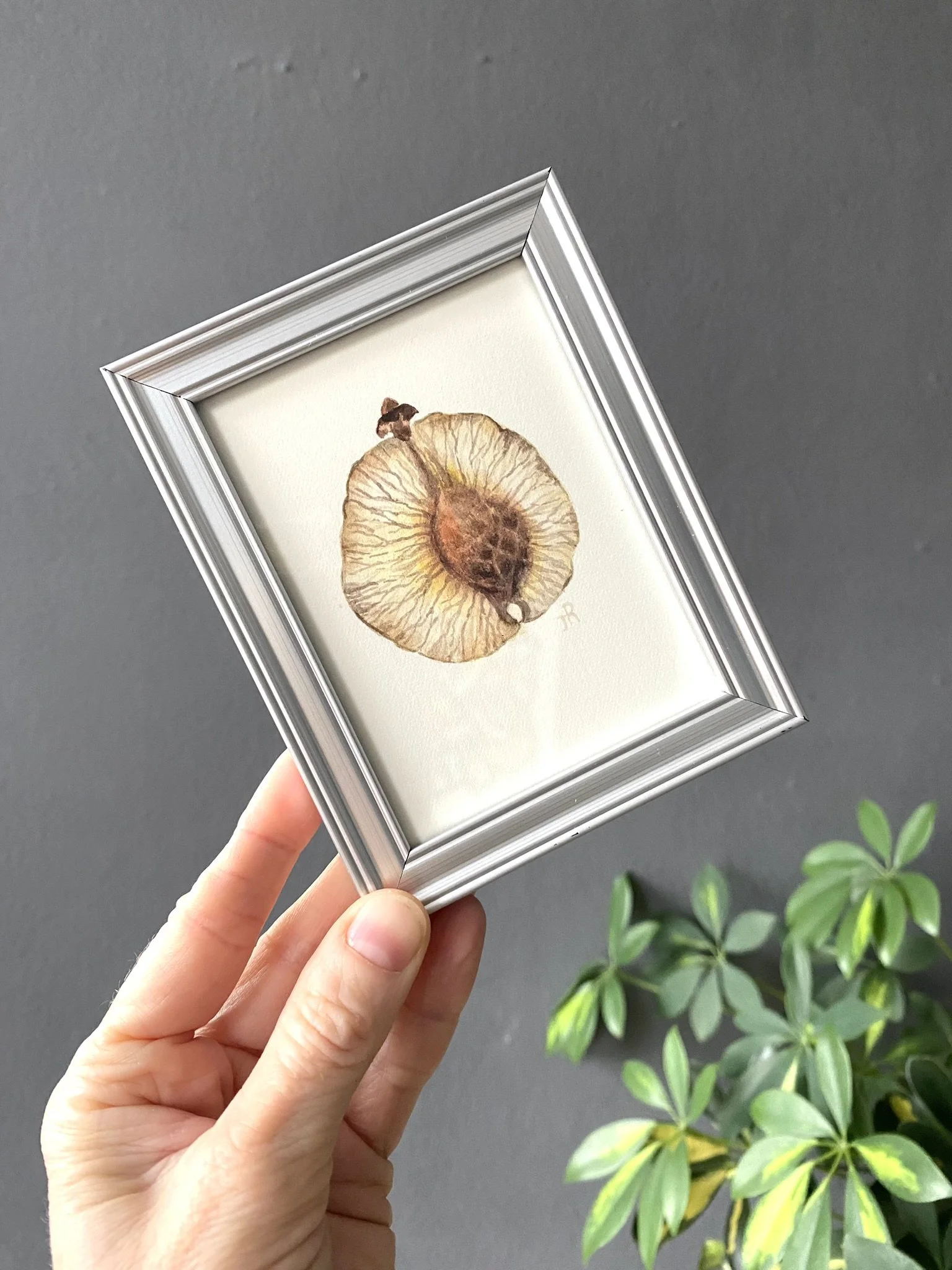 Elm seed. Botanical illustration