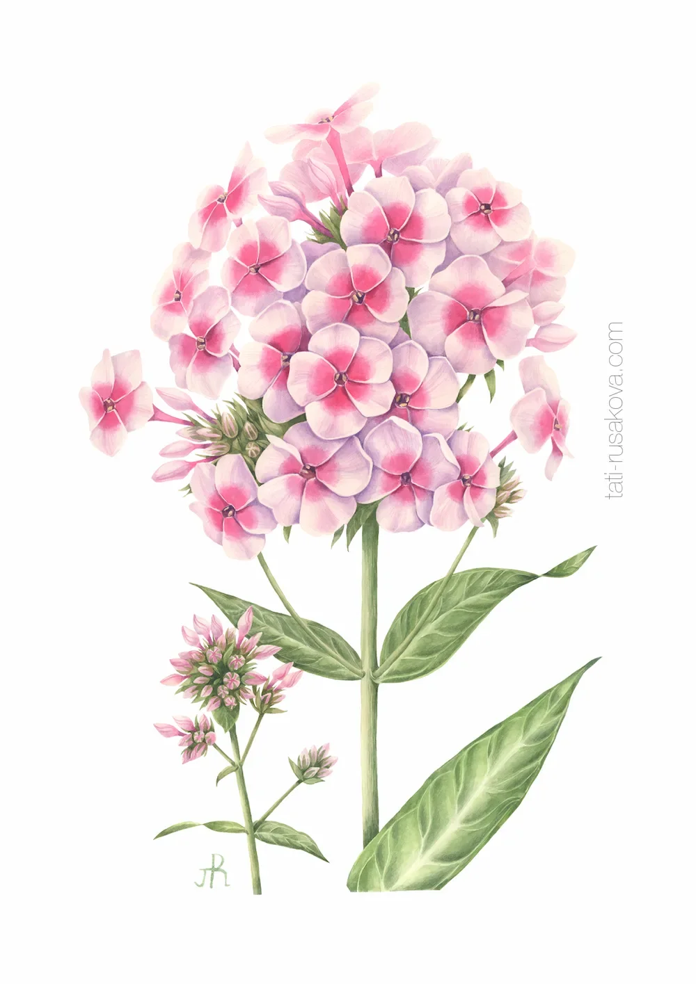 Postcard Phlox