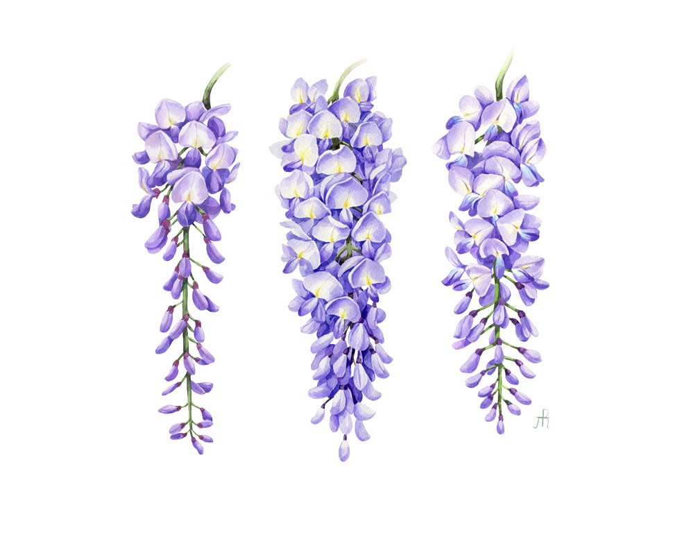 Wisteria.jpg
