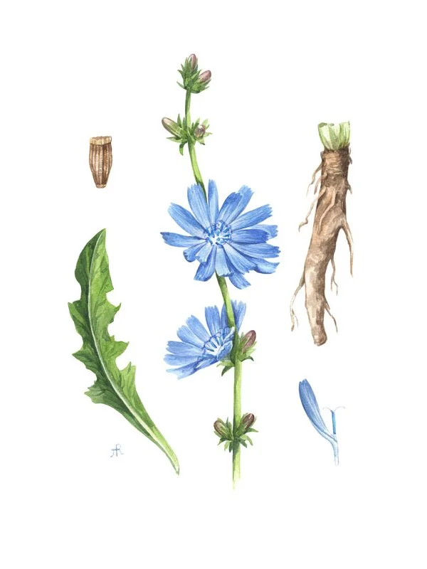 Chicory. Botanical Illustration