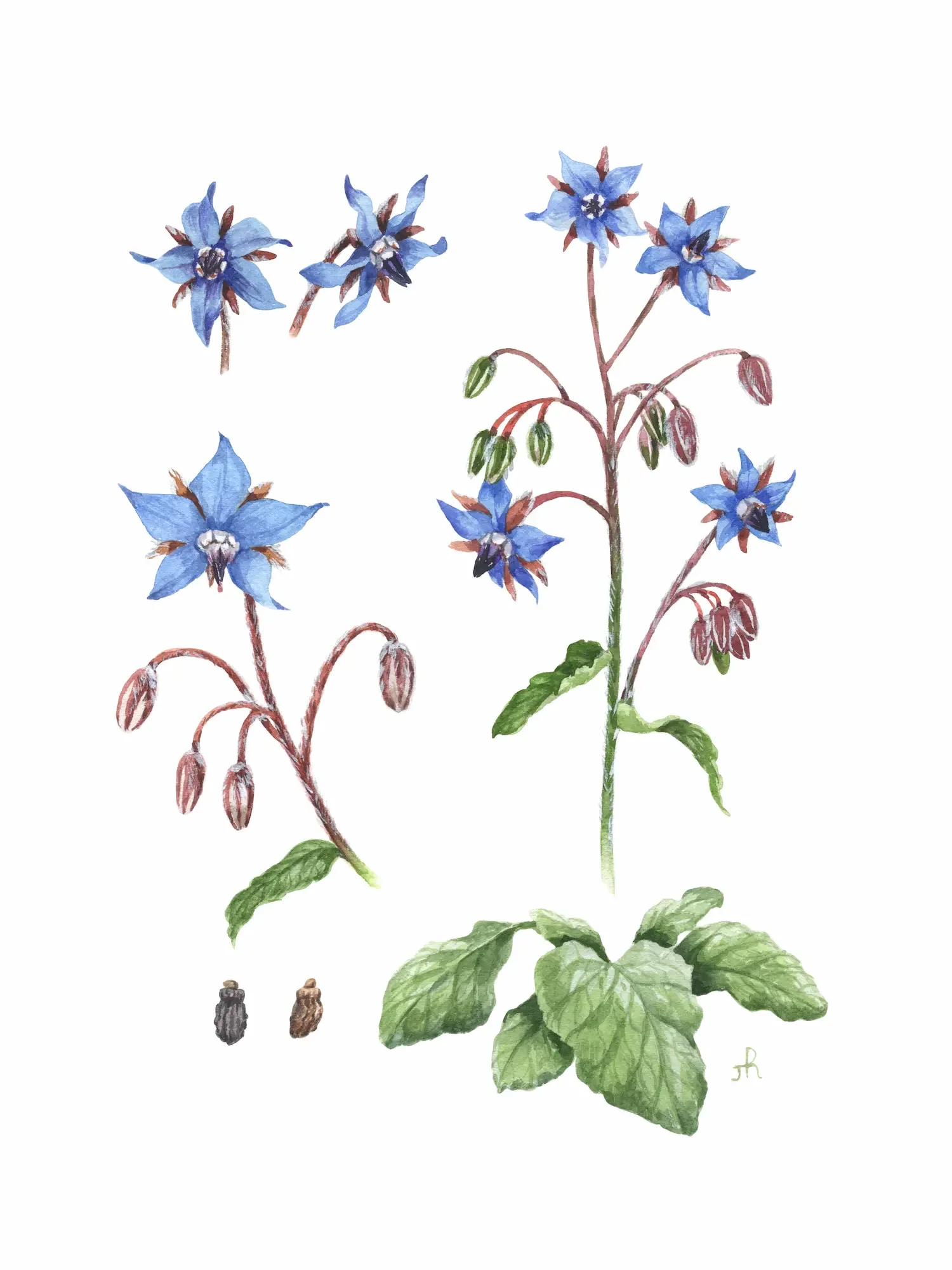 Borage