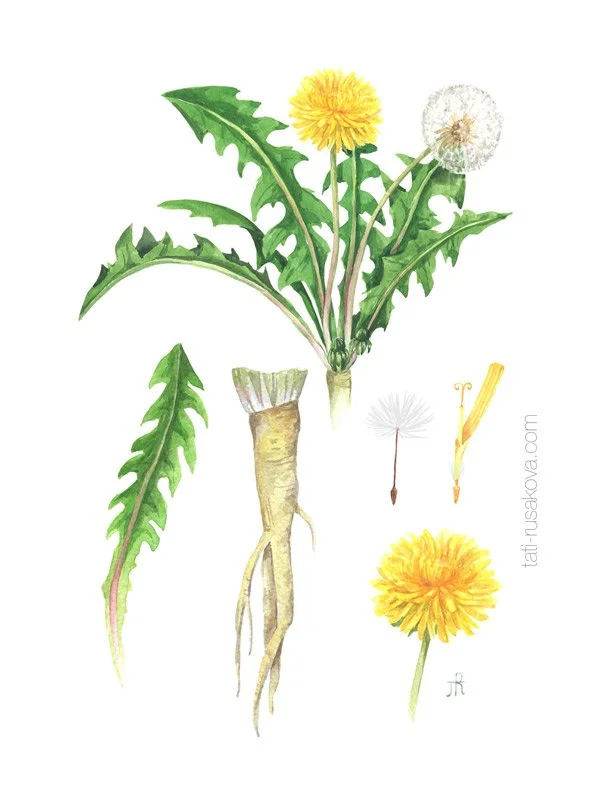 Postcard Dandelion