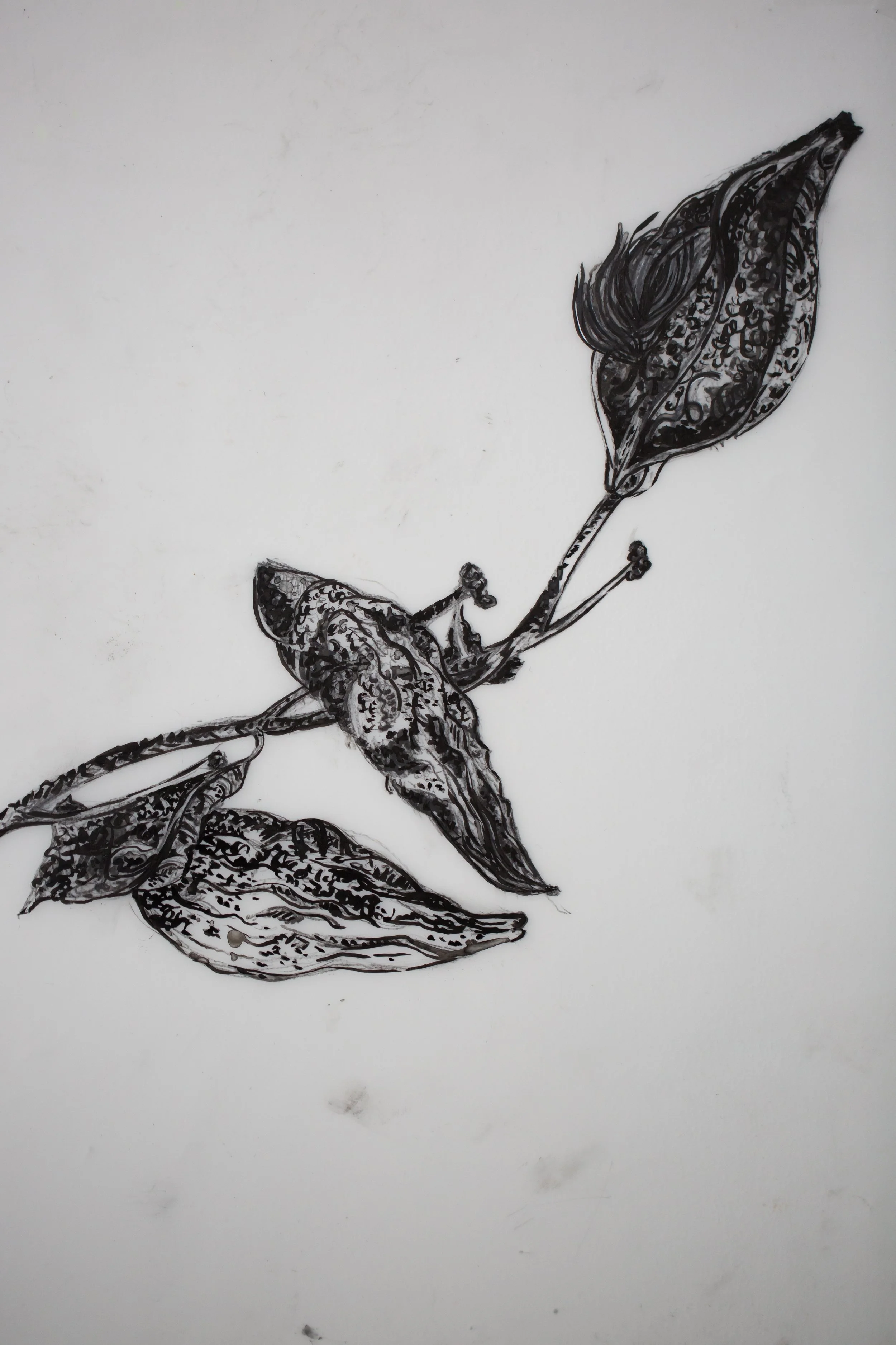 New pen and ink drawing on Yopo paper 14”x17” (2).JPG