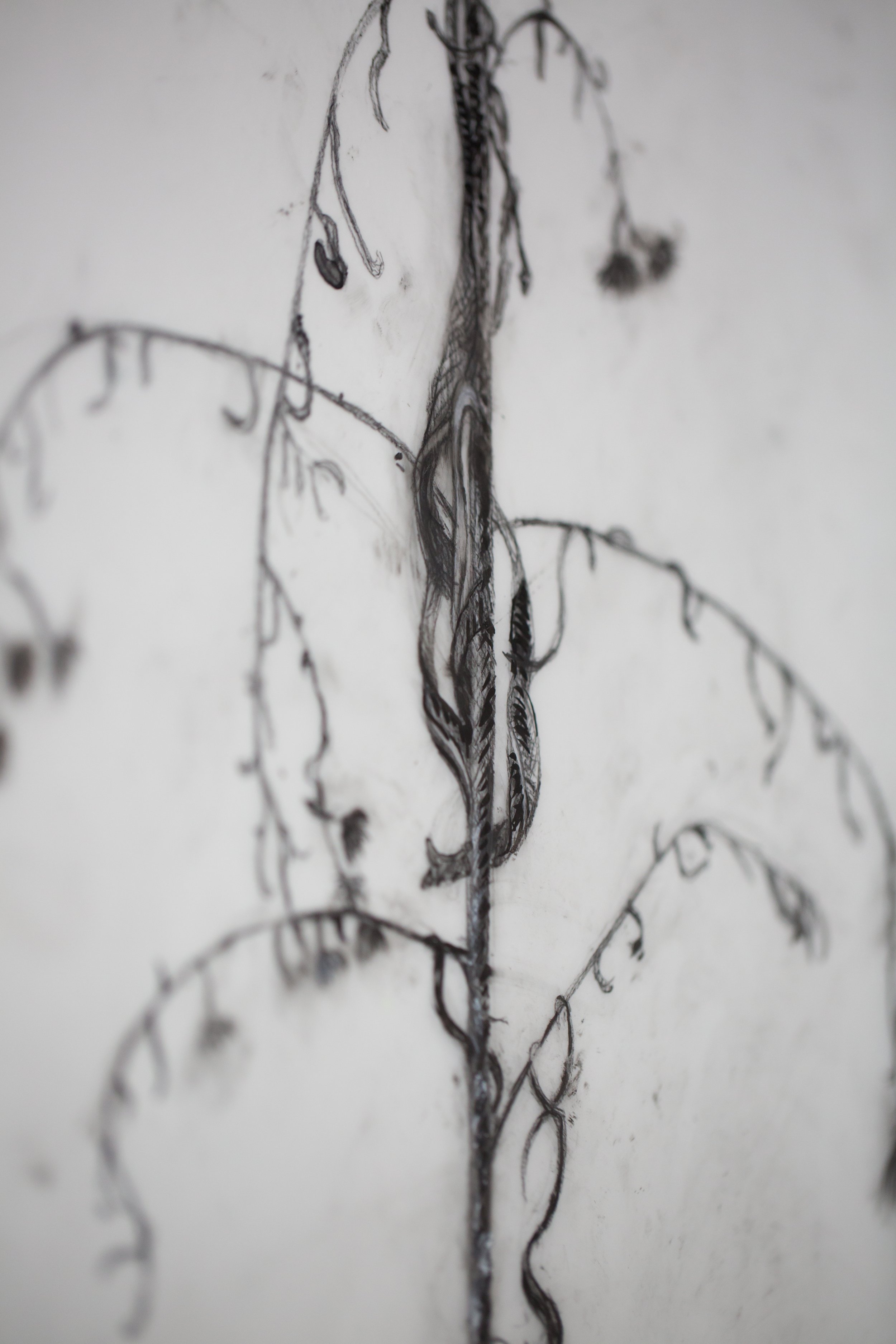 New pen and ink drawing on Yopo paper 14”x17”.JPG