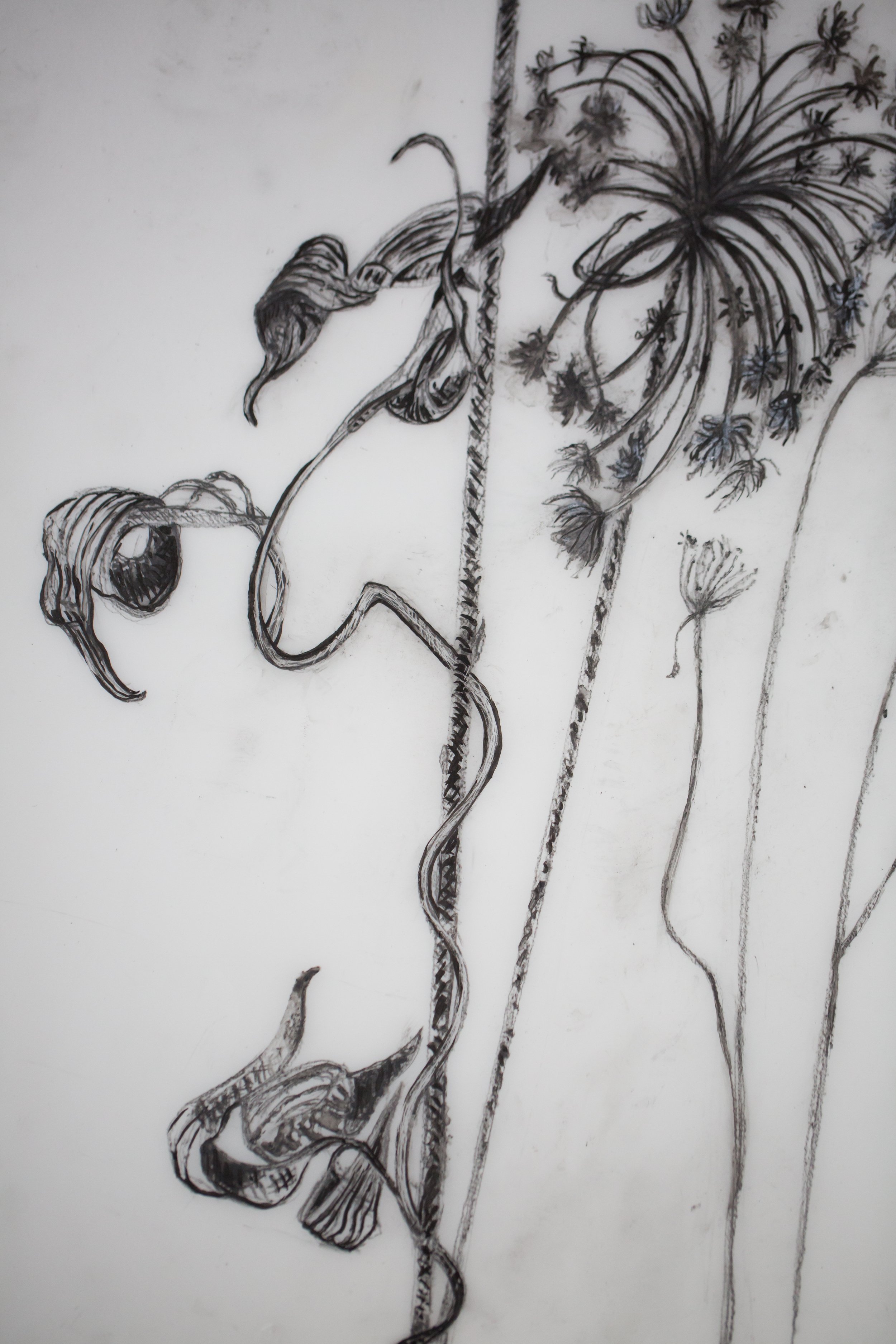 New pen and ink drawing on Yopo paper 14”x17” (4).JPG