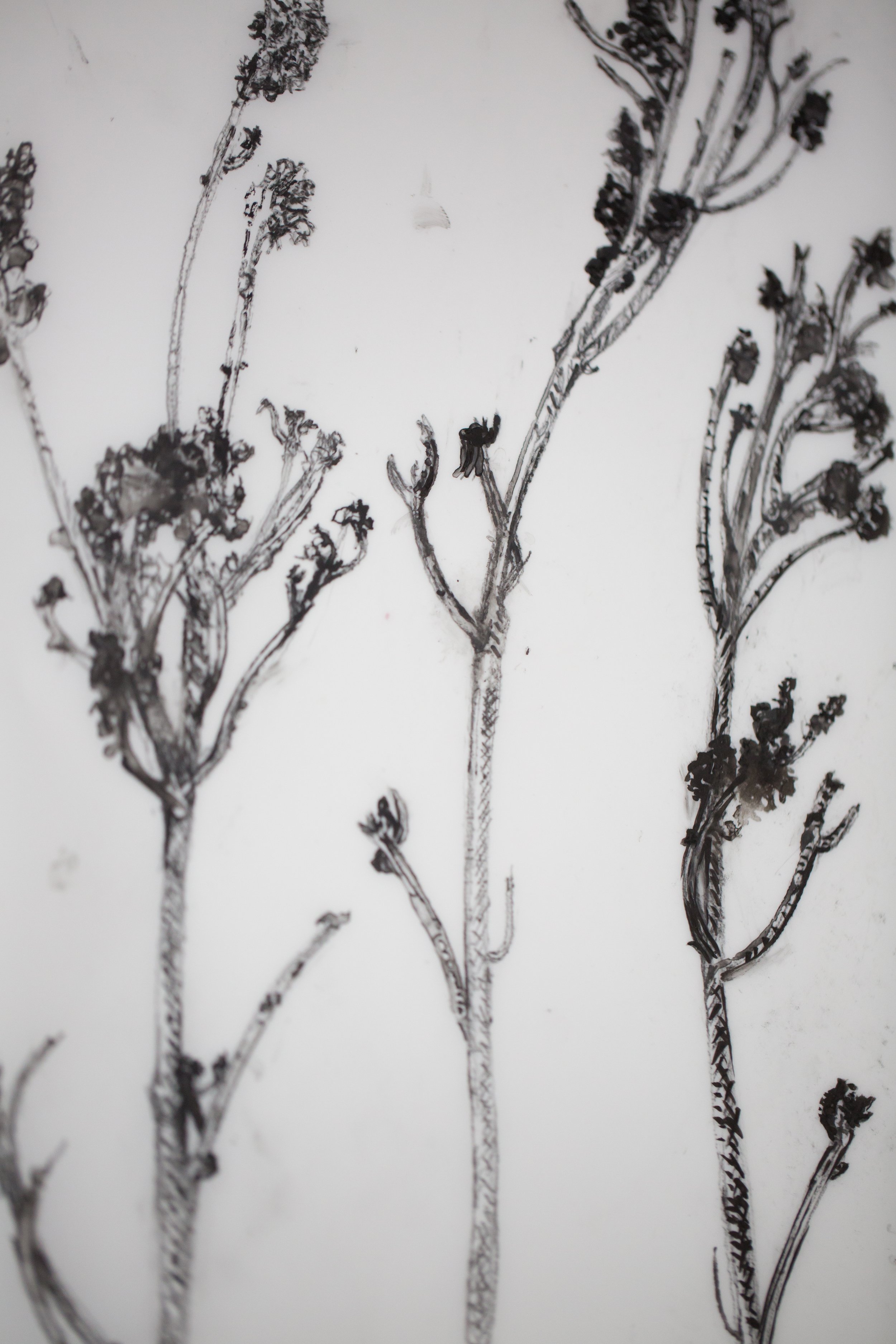 New pen and ink drawing on Yopo paper 14”x17” (6).JPG