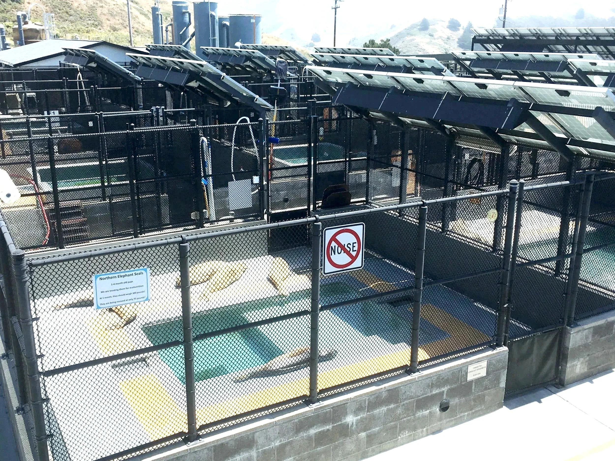 Outdoor enclosure with solar panels on top, containing seals, with a sign that reads 'Northern Elephant Seals' and another sign indicating 'No Noise'. Structural engineering by BASE Design in San Francisco.