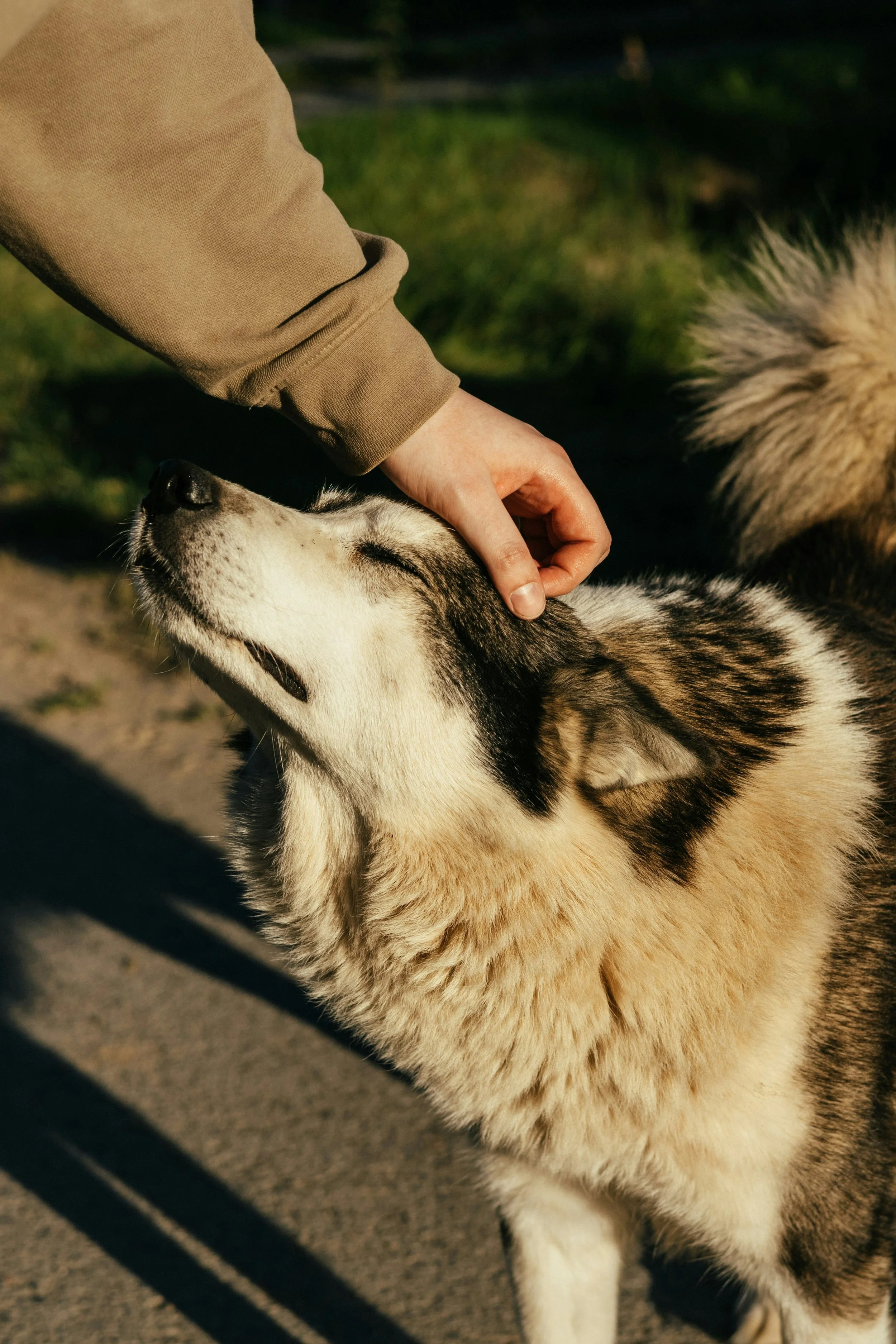 petting husky