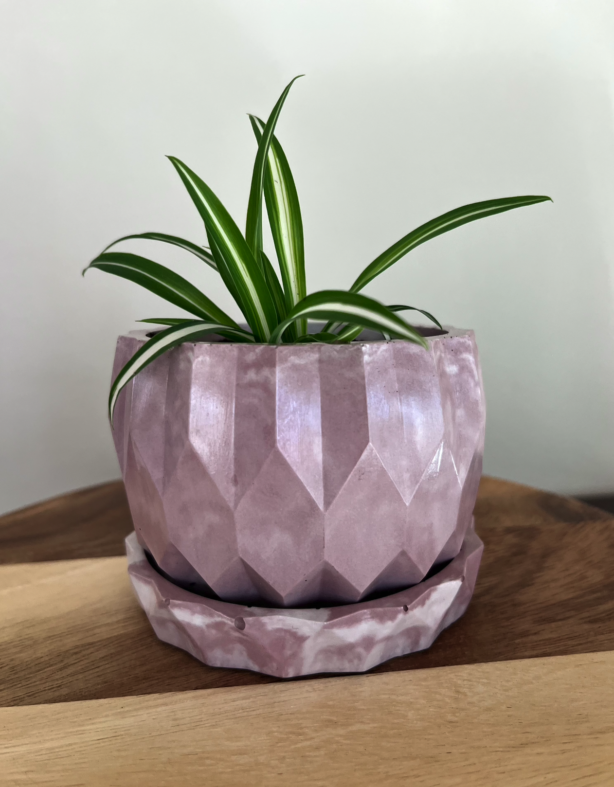 rose planter with spider plant on wood base