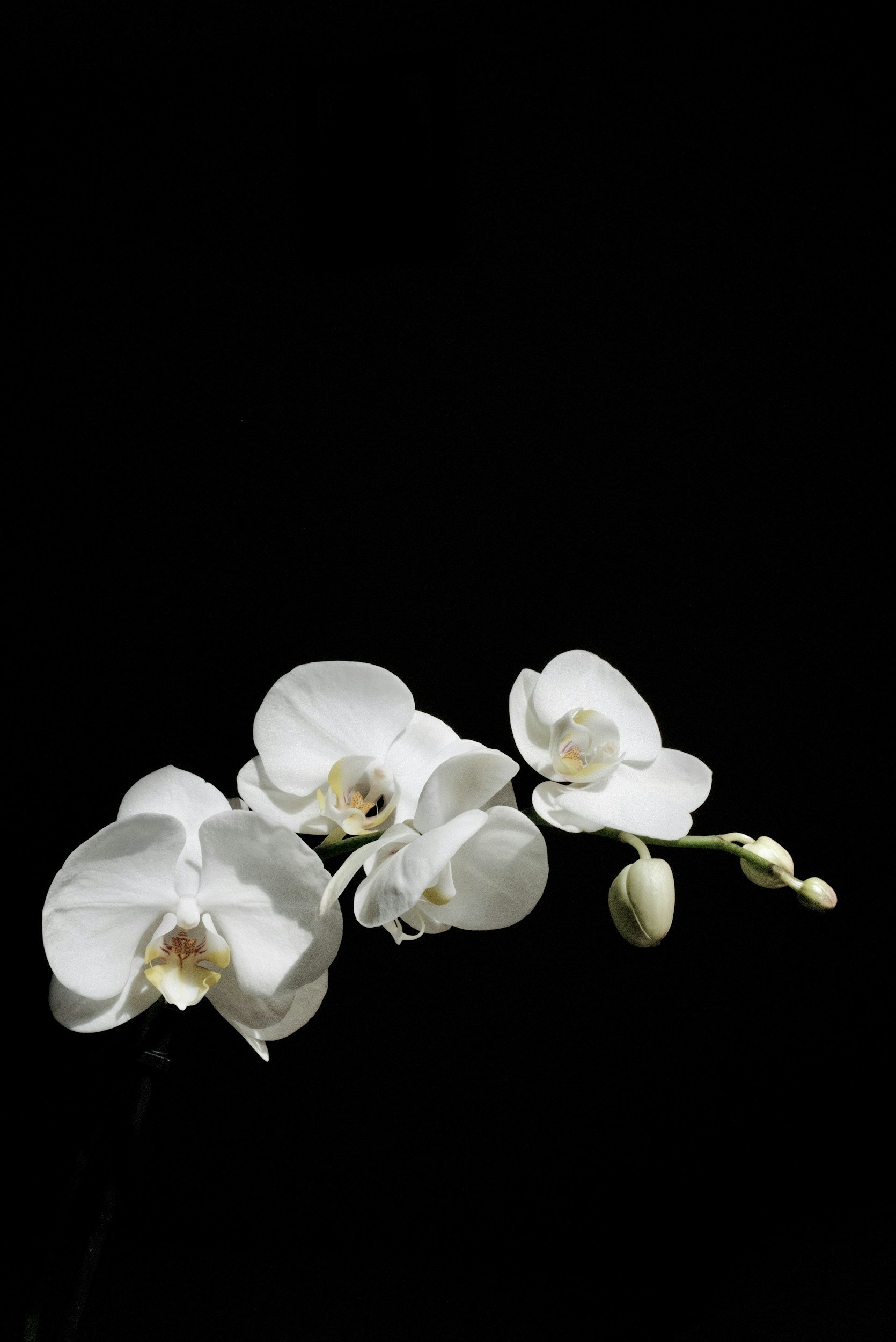 White orchid flowers with buds against a black background.