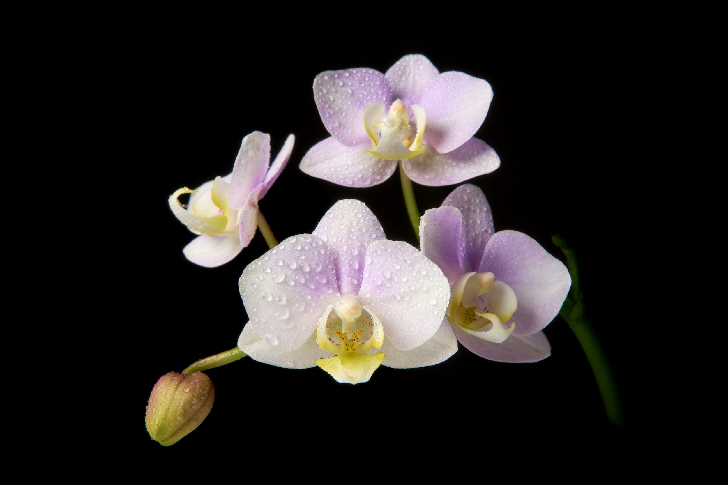 Close-up of pink and white orchid flowers with water droplets on petals against black background.