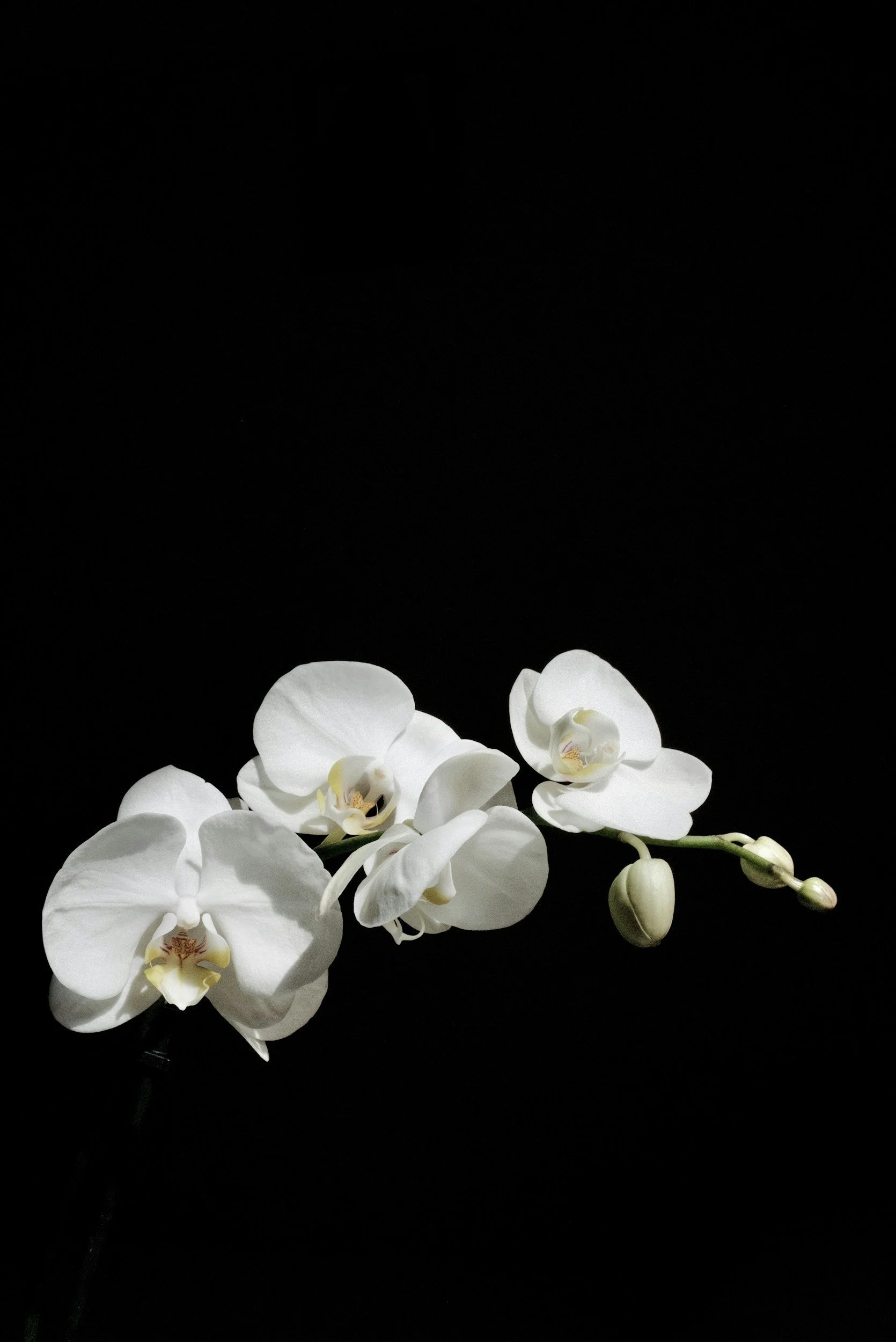 White orchid flowers with buds against a black background.