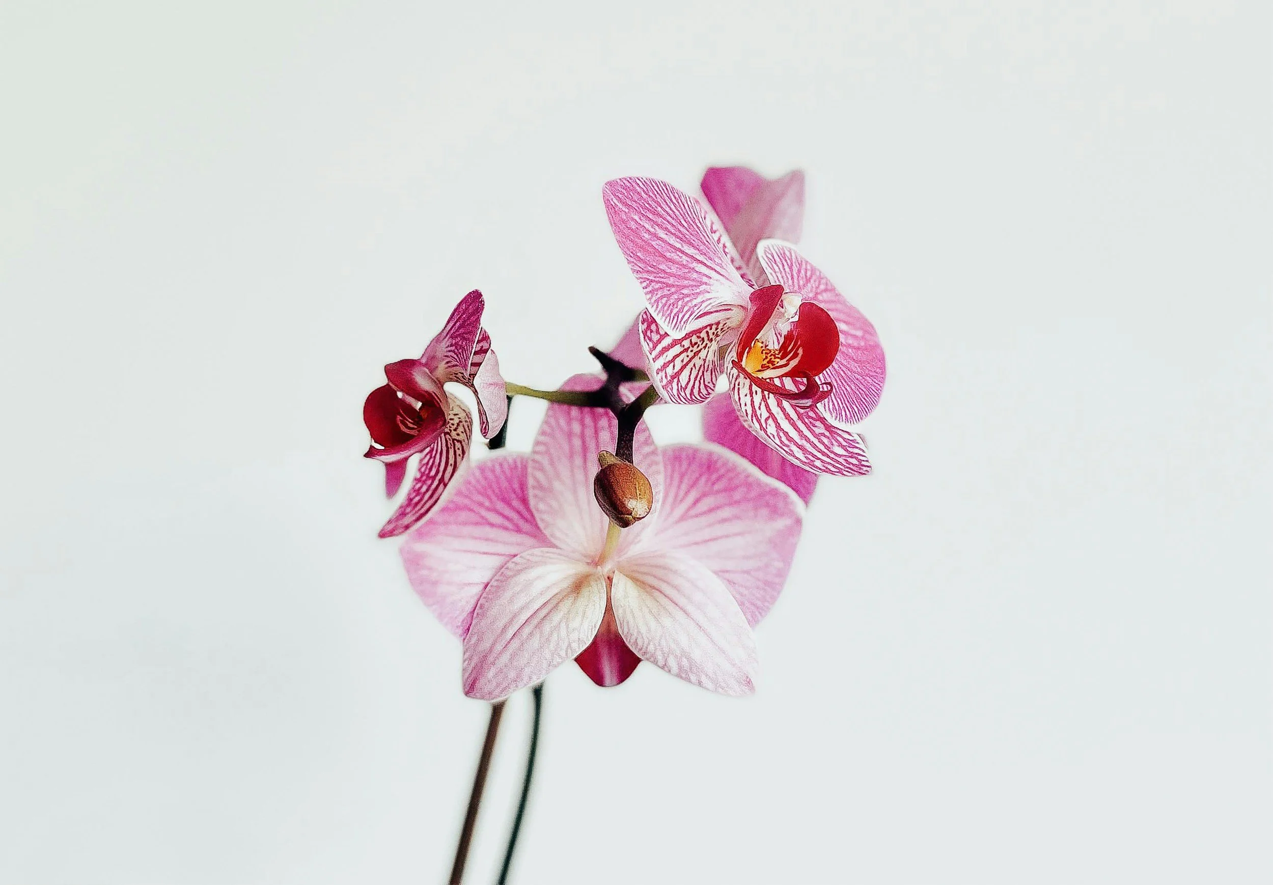 Close-up of a pink and white orchid flower against a plain white background.
