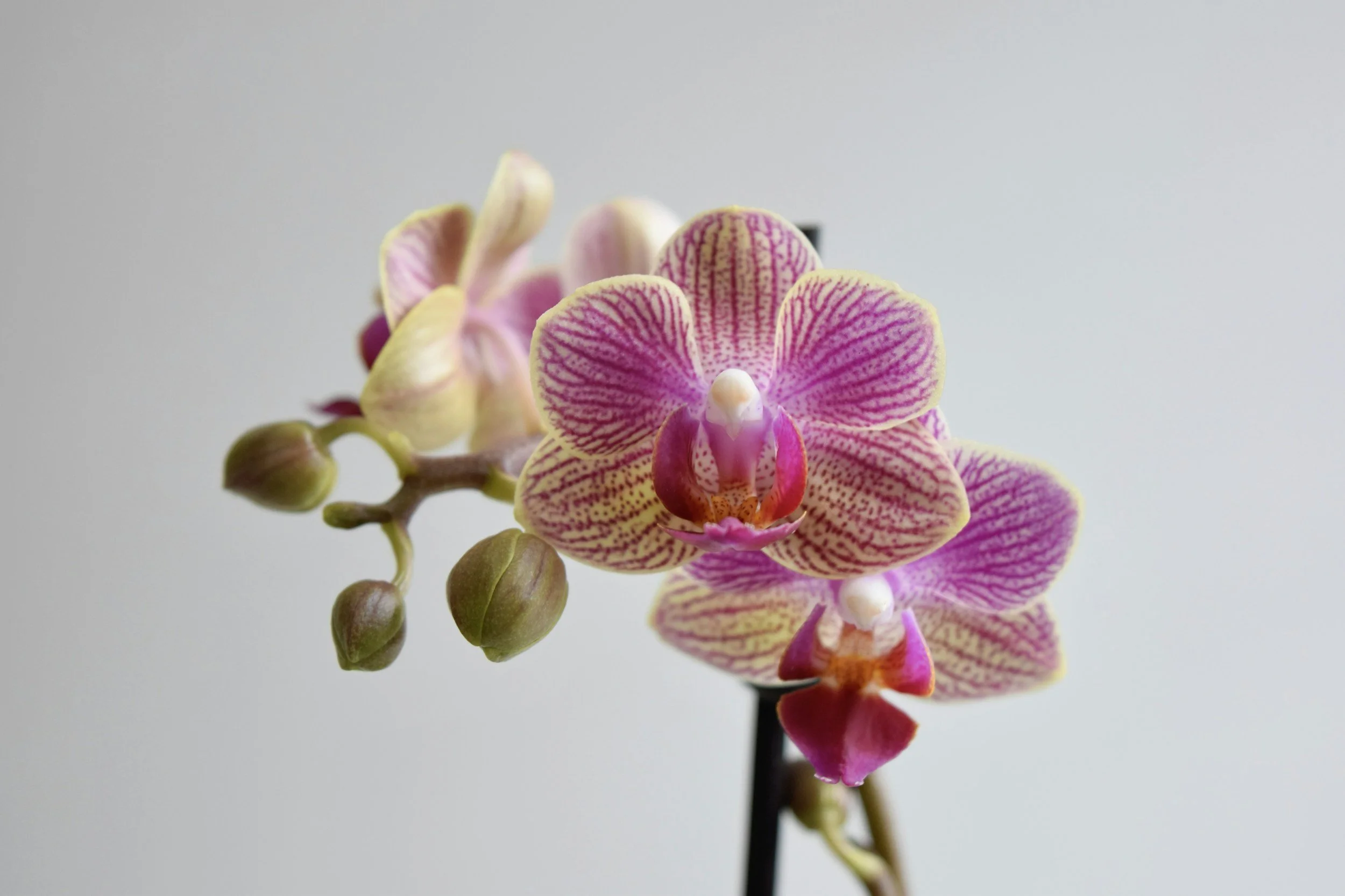 Close-up of pink and white orchids with yellow accents, showing detailed petals and buds on a light background.