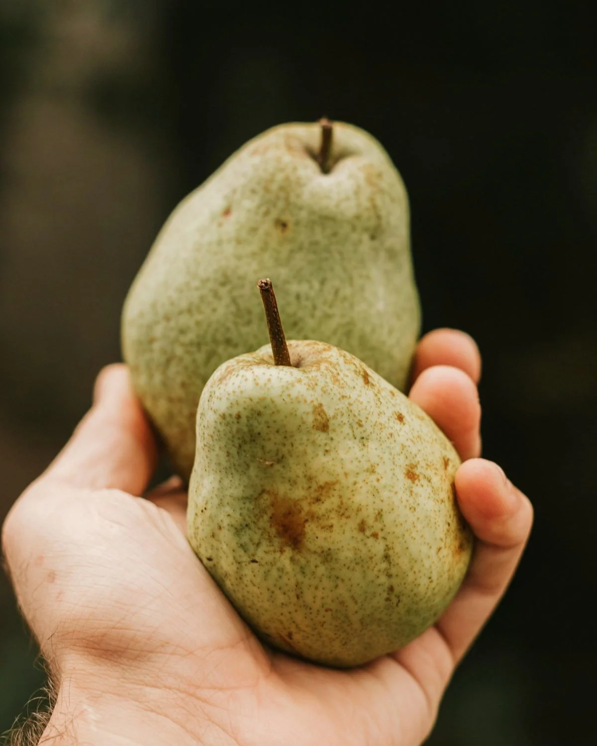A hand holding two green pears against a dark garden background