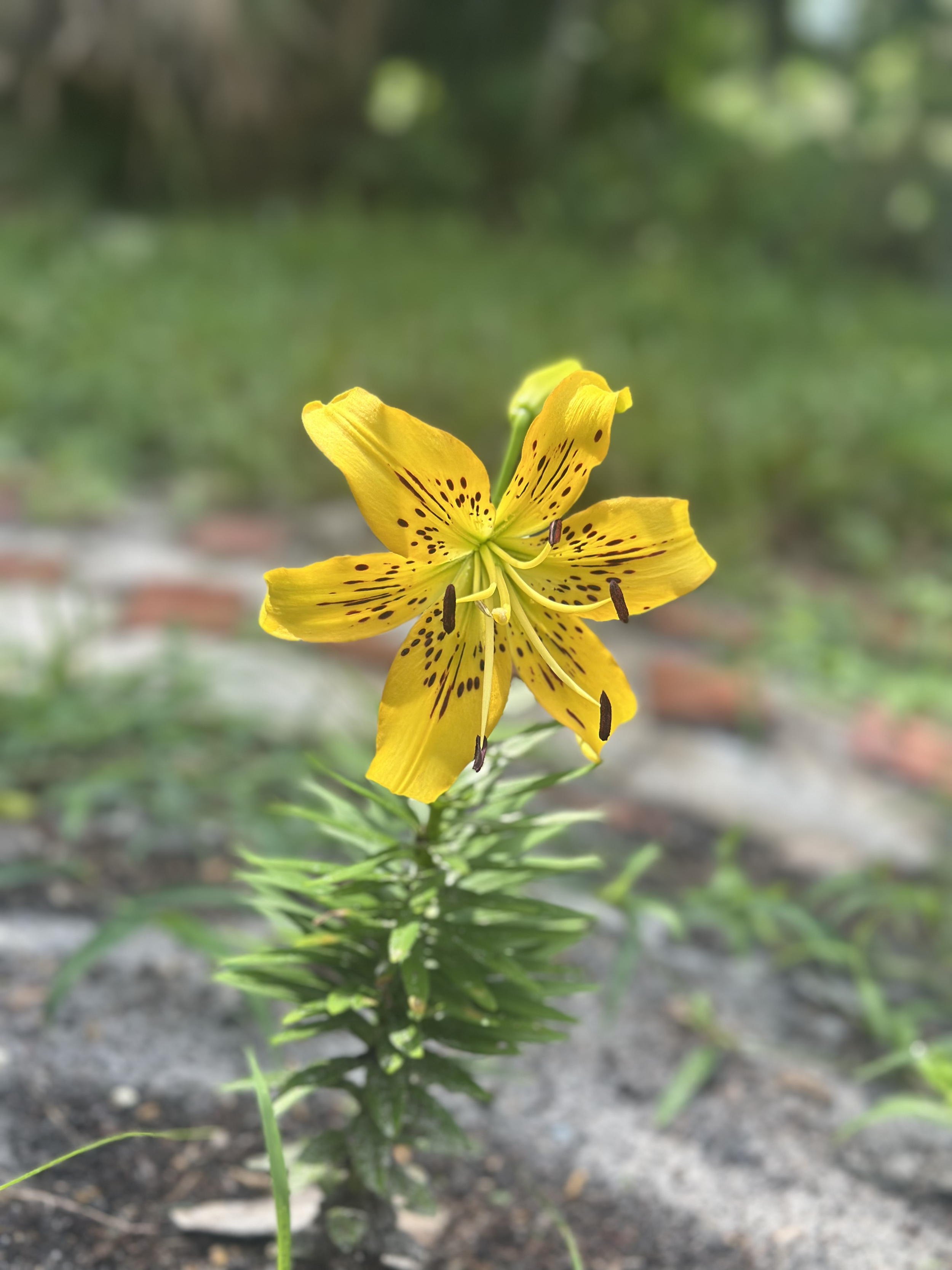 Tiger Lily