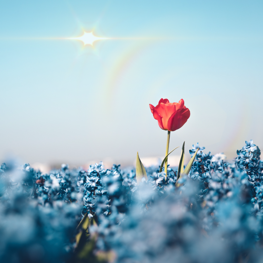 Red tulip blooming above the fields of blue hyacinth.