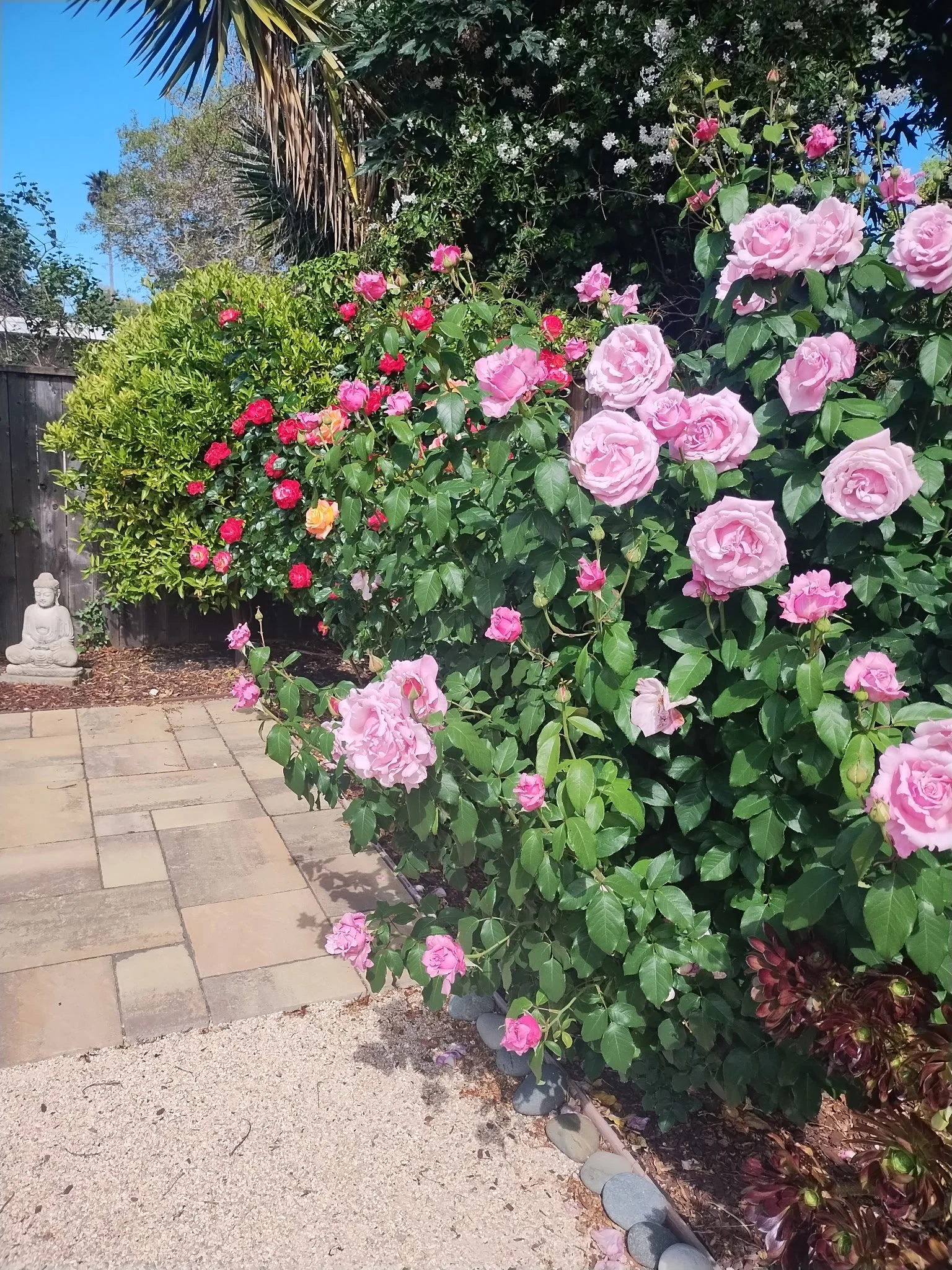 A garden with pink roses, a Buddha statue, a stone pathway, and a wooden fence, under a blue sky.