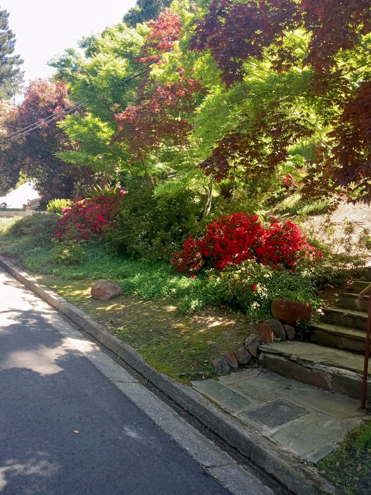 A sidewalk with a curb next to a garden filled with various trees, bushes, and vibrant red flowers. Stone steps lead up into the garden on the right side of the image.
