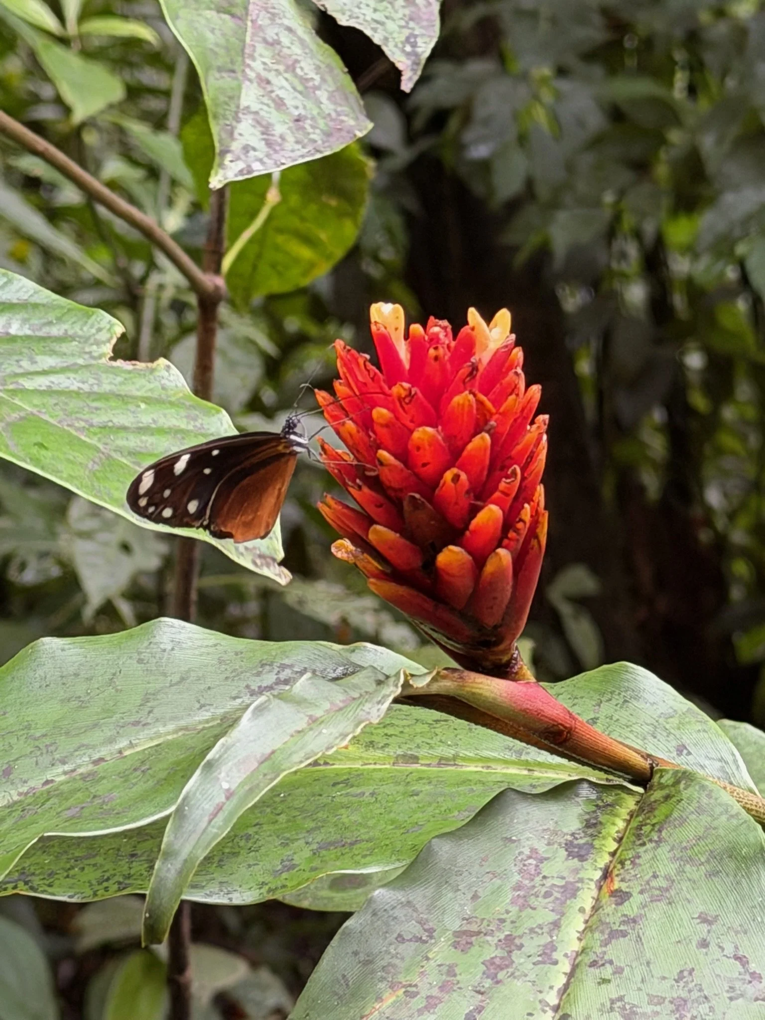 Costa Rica 2027-87.JPG