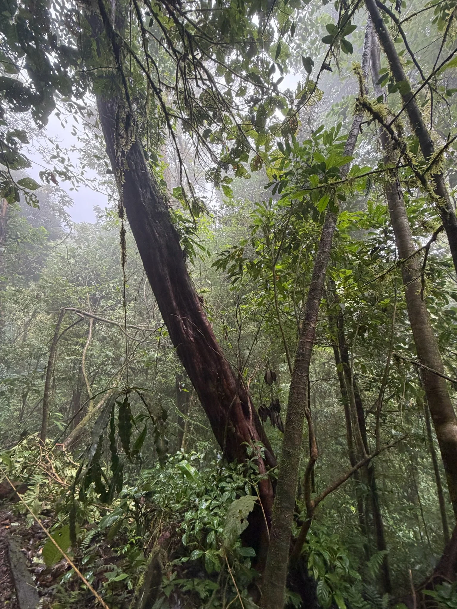 Costa Rica 2027-88.JPG
