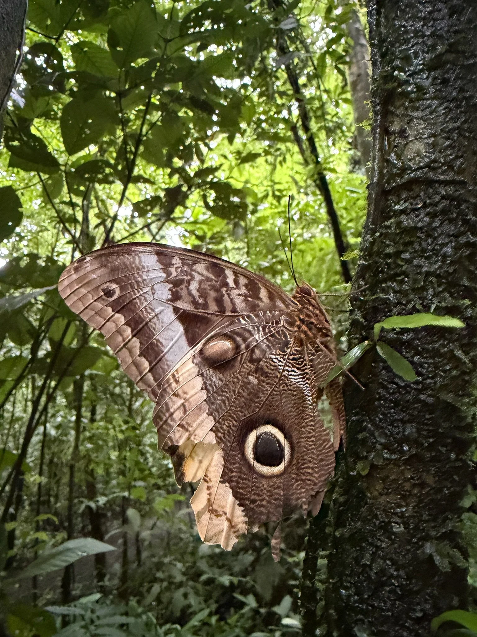 Costa Rica 2027-94.JPG
