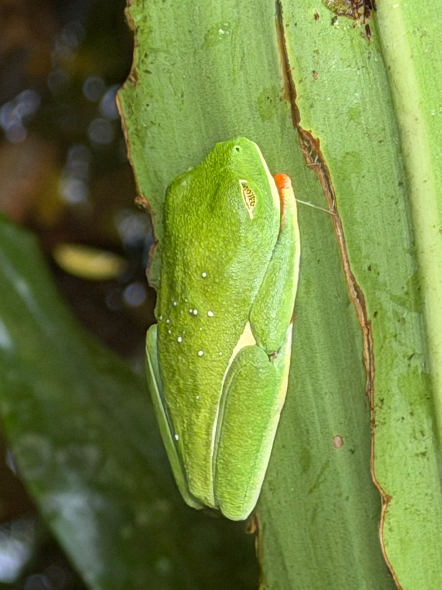 Costa Rica 2027-57.JPG