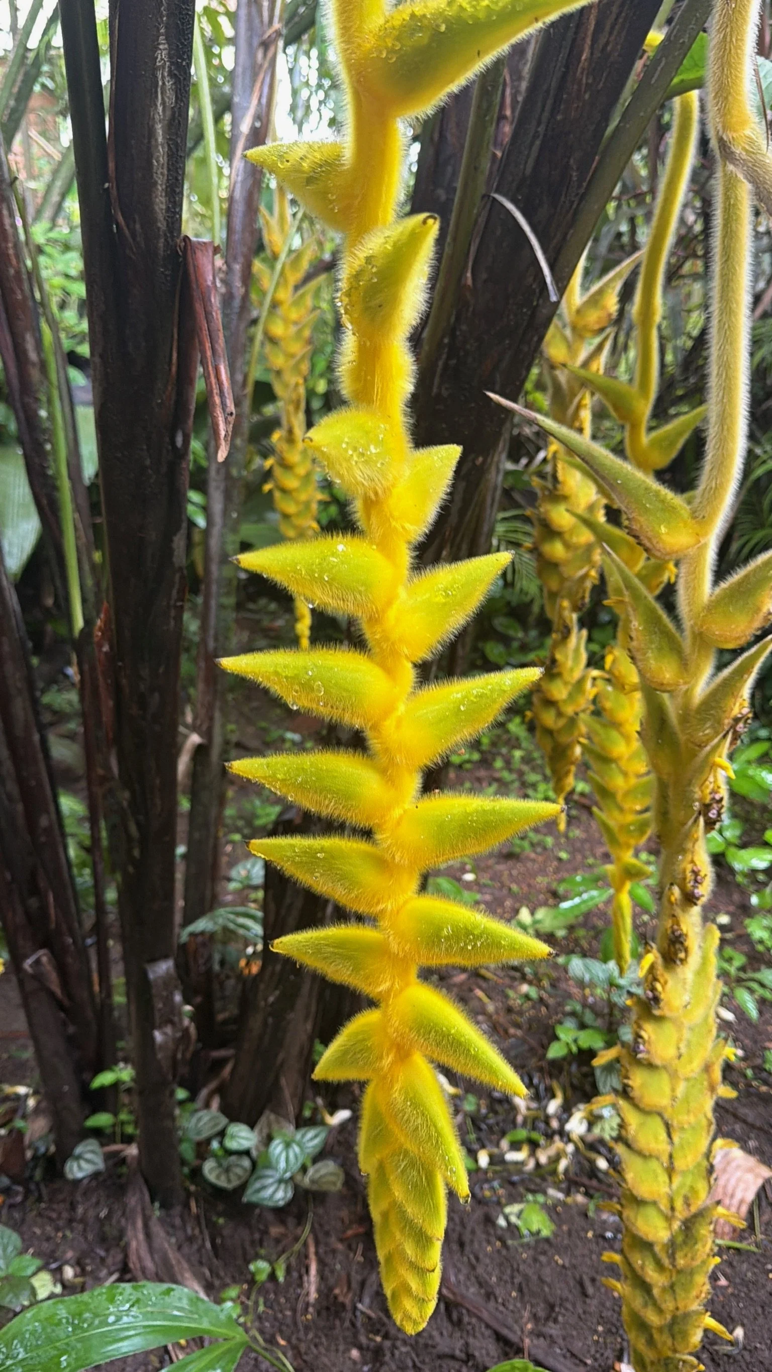 Costa Rica 2027-77.jpg
