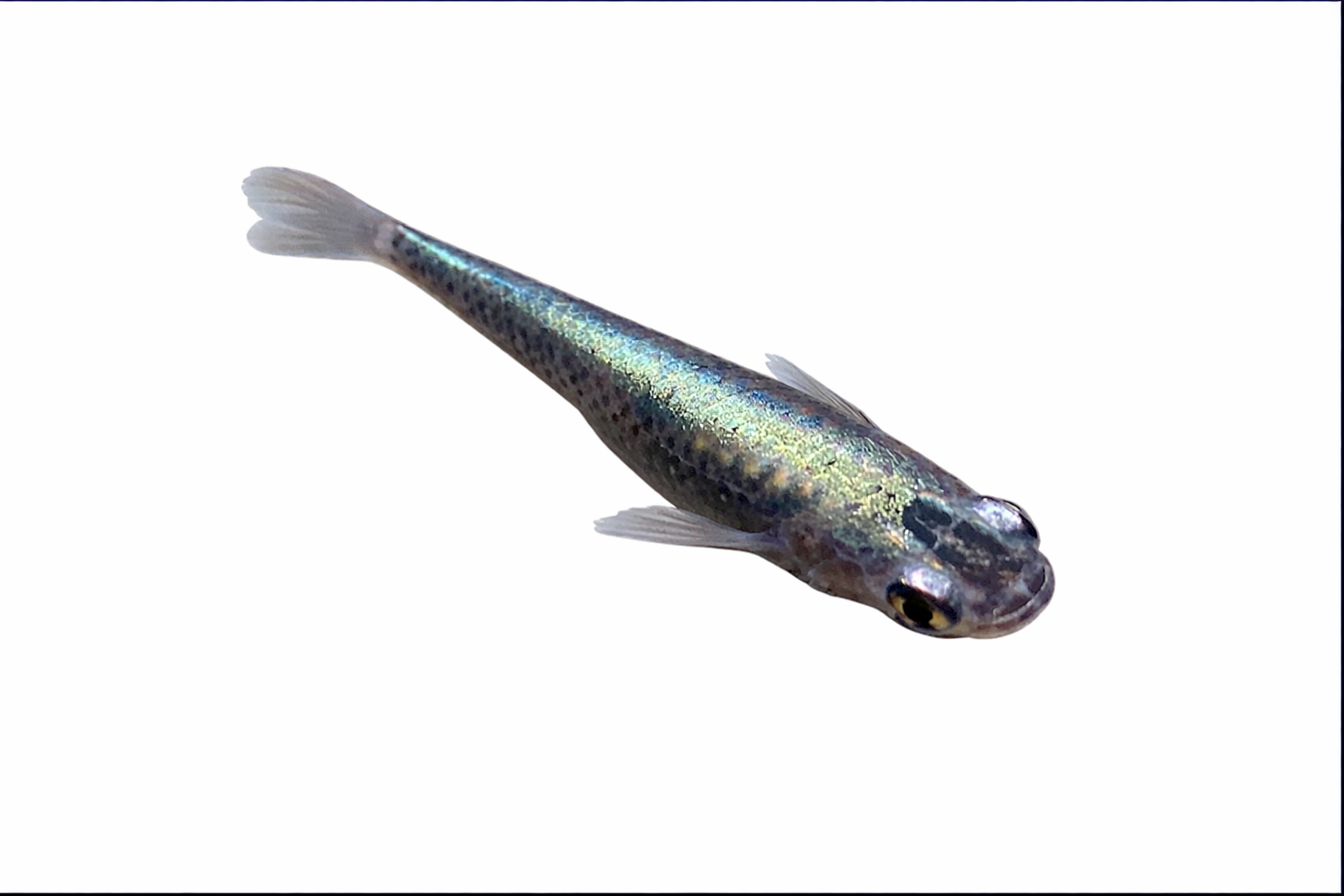 Black Miyuki Medaka eggs X20