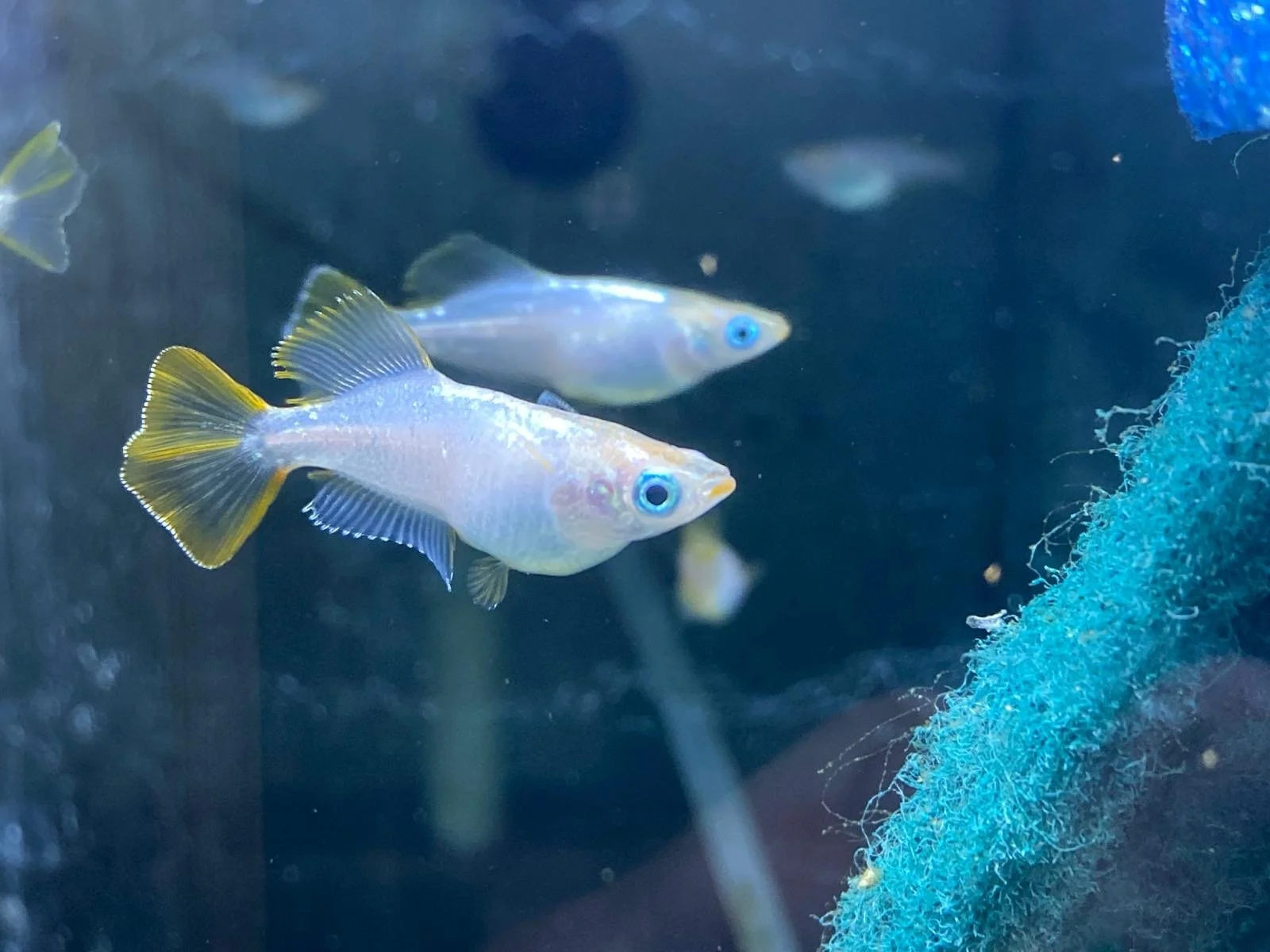 Two small freshwater fish with yellow and blue markings swim in a dark aquarium, near a blue sponge filter.