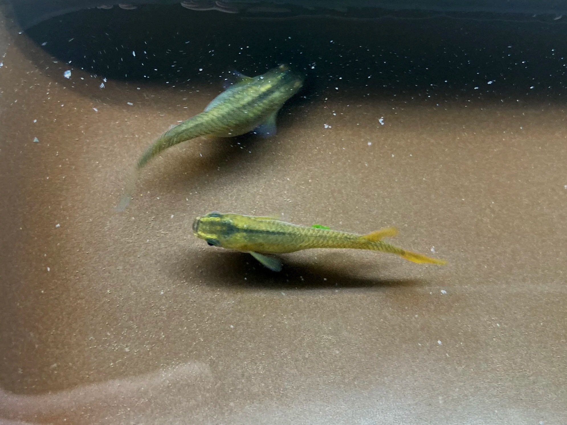 Two small fish with greenish-yellow bodies swimming in a brown container filled with water.