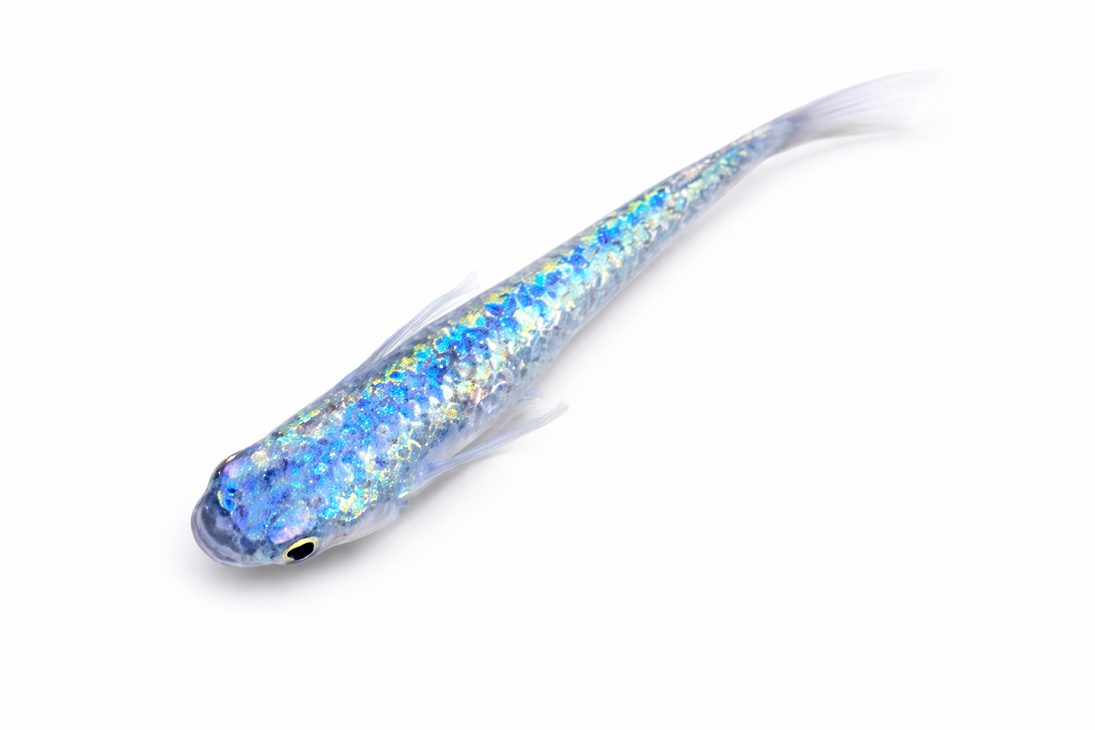 Blue sapphire Medaka eggs X20